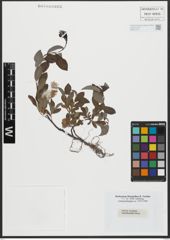 Foto von Salix alpina Scop.